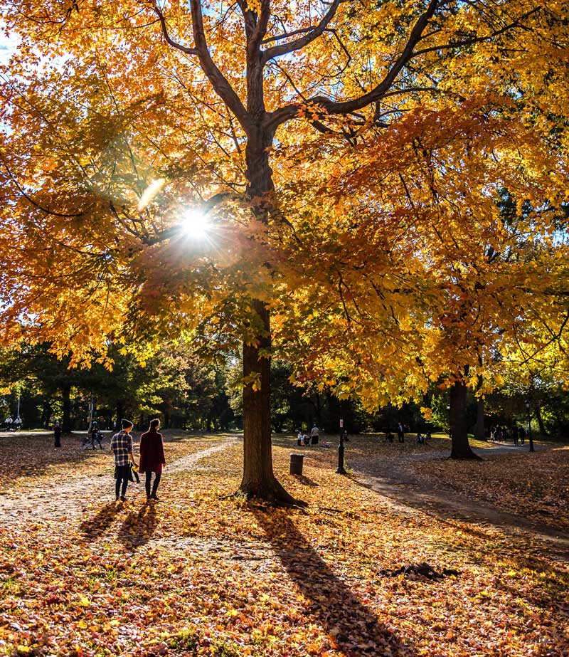 two adults walking in the park in autumn